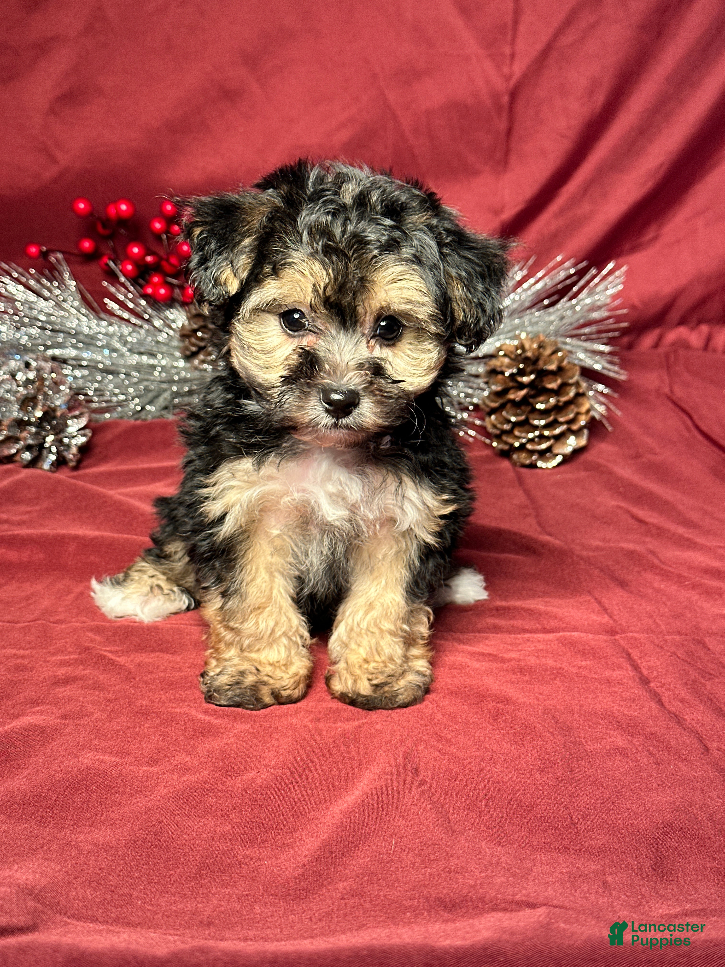 Yochon dogs Debbie - Ad 31