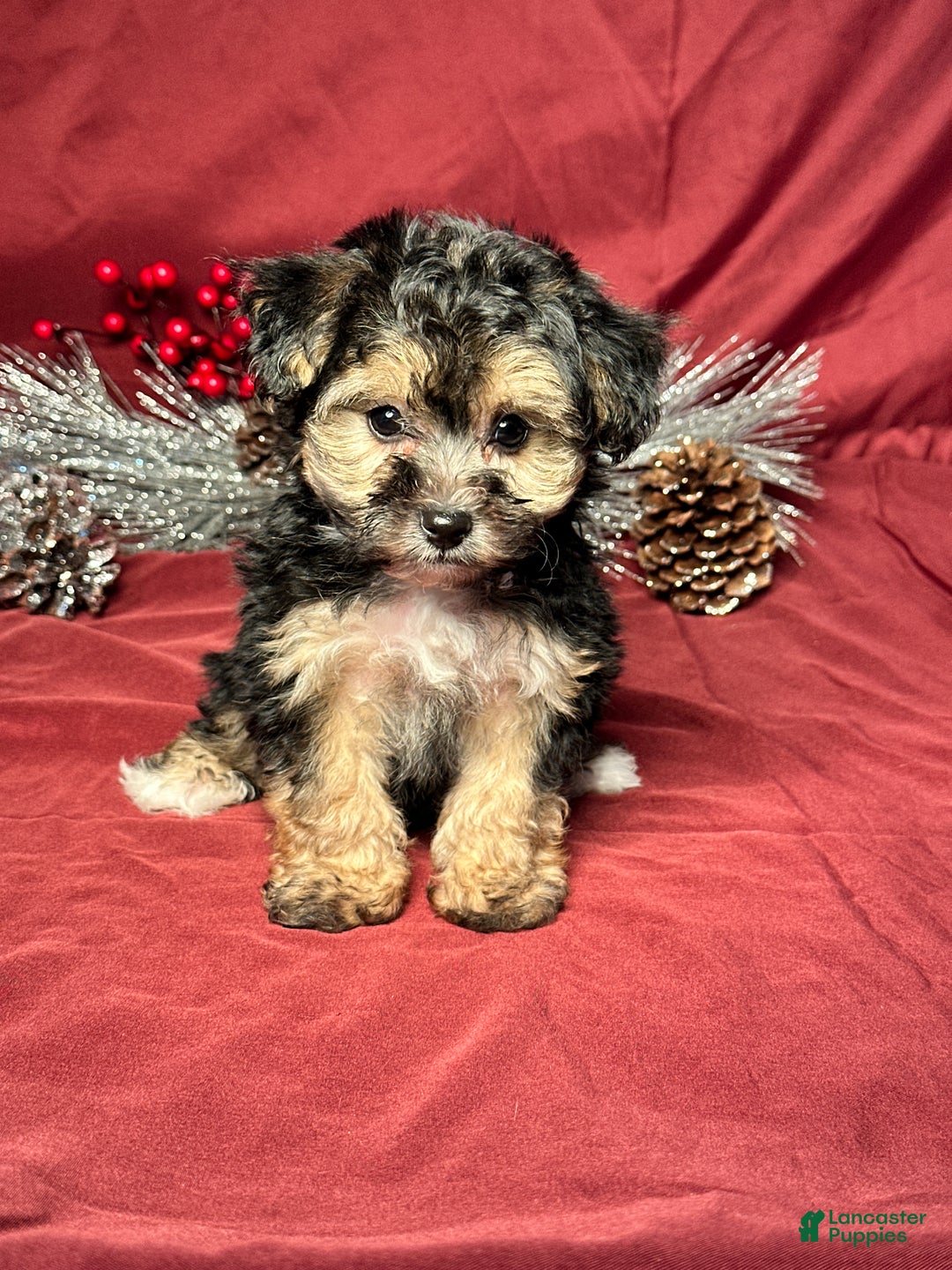 Yochon dogs for sale: Debbie - Ad 1