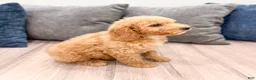 Miniature Labradoodle dogs for sale: Kallie - Ad 4