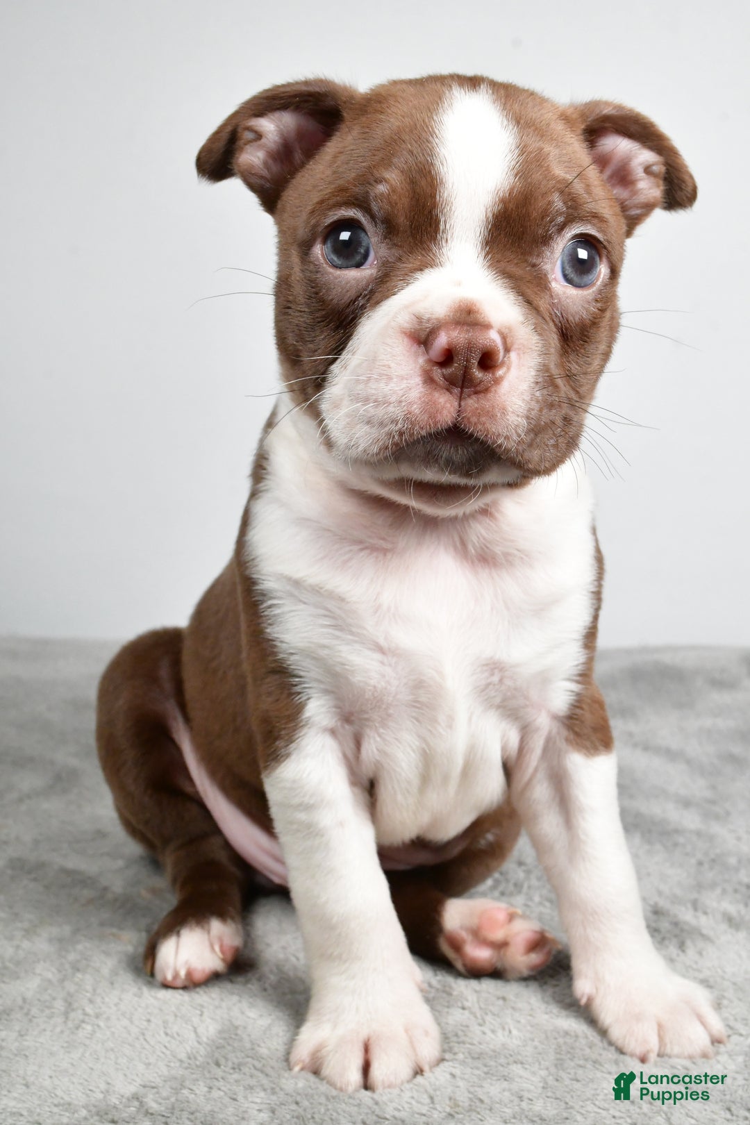 Boston Terrier dogs for sale: Jance - Ad 1