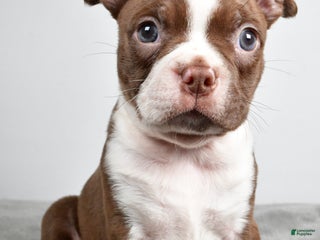 Boston Terrier dogs Jance - Ad 4