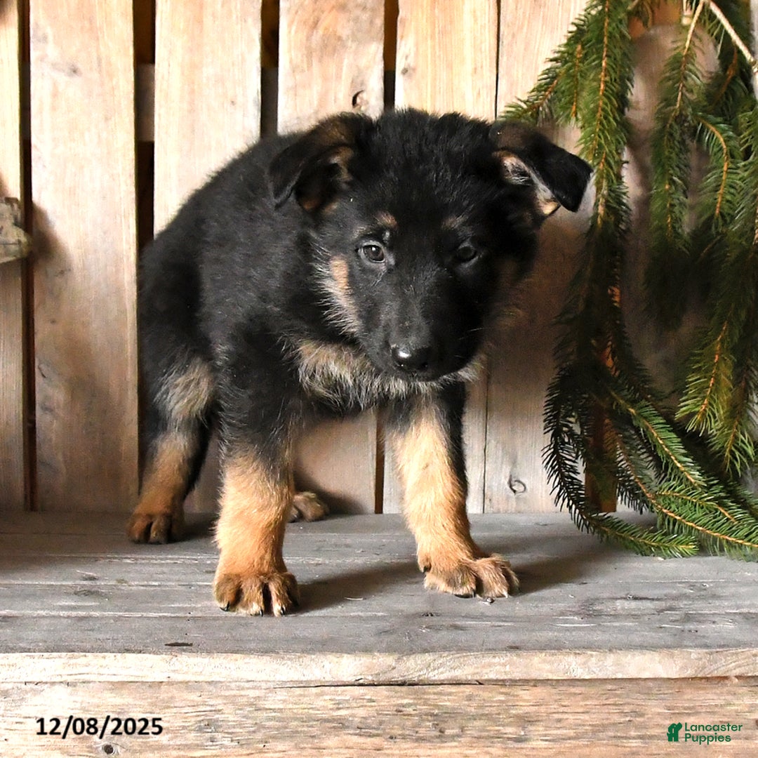 German Shepherd dogs for sale: Saber - Ad 3