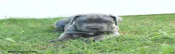 Cane Corso dogs for sale: River - Ad 14