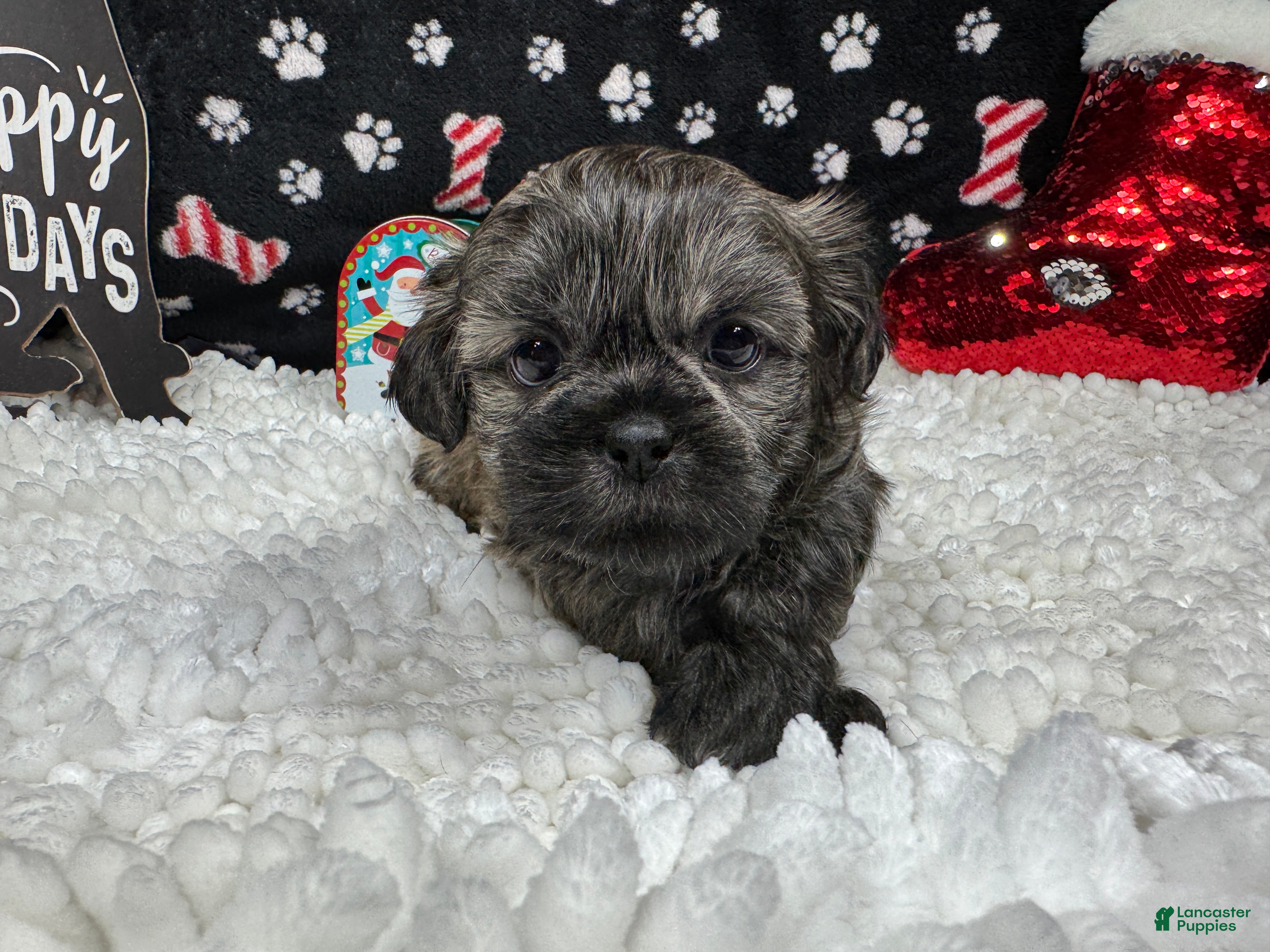 Shih Tzu dogs Shih Tzu Puppy 2 - Ad 9