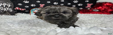 Shih Tzu Puppy 2