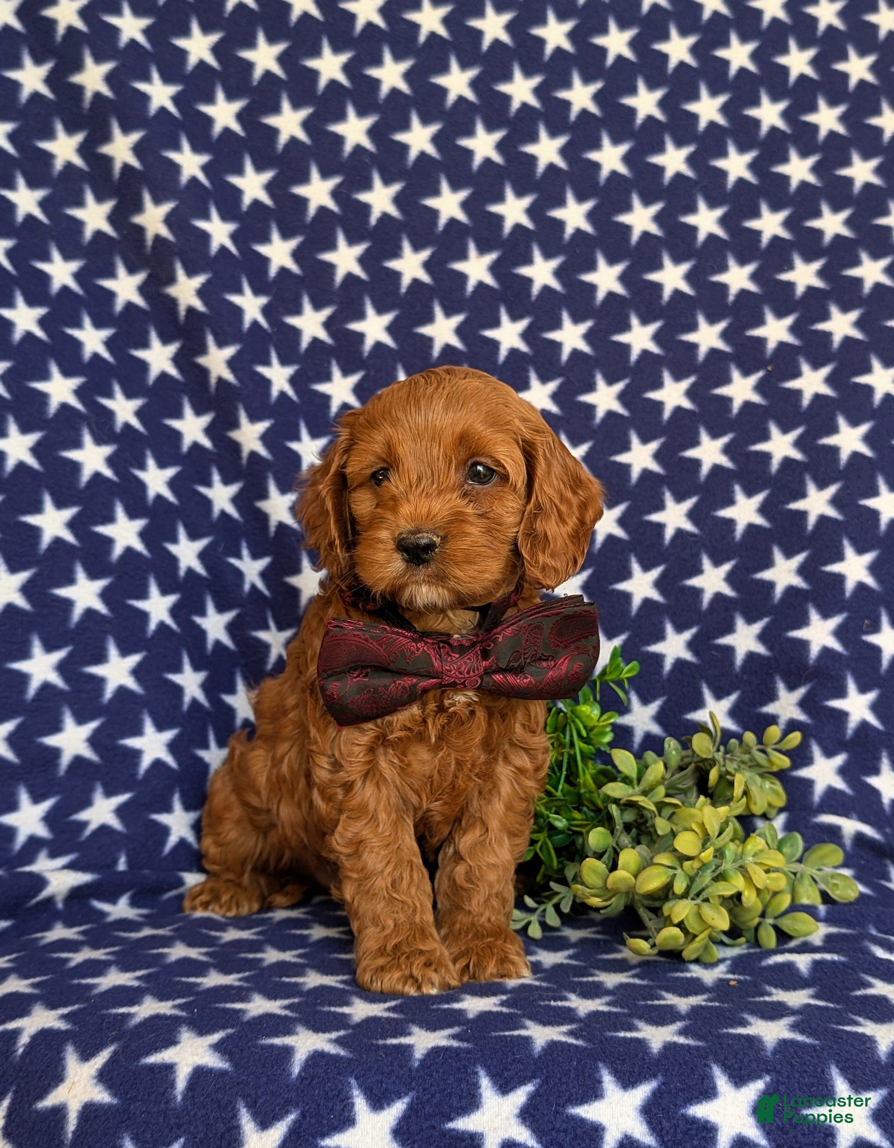 Cockapoo dogs for sale: Drew - Ad 2