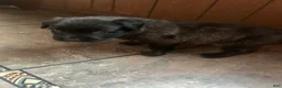 Mixed Breed dogs for sale: Red nose brindle pit bull mix with American mastiff - Ad 4