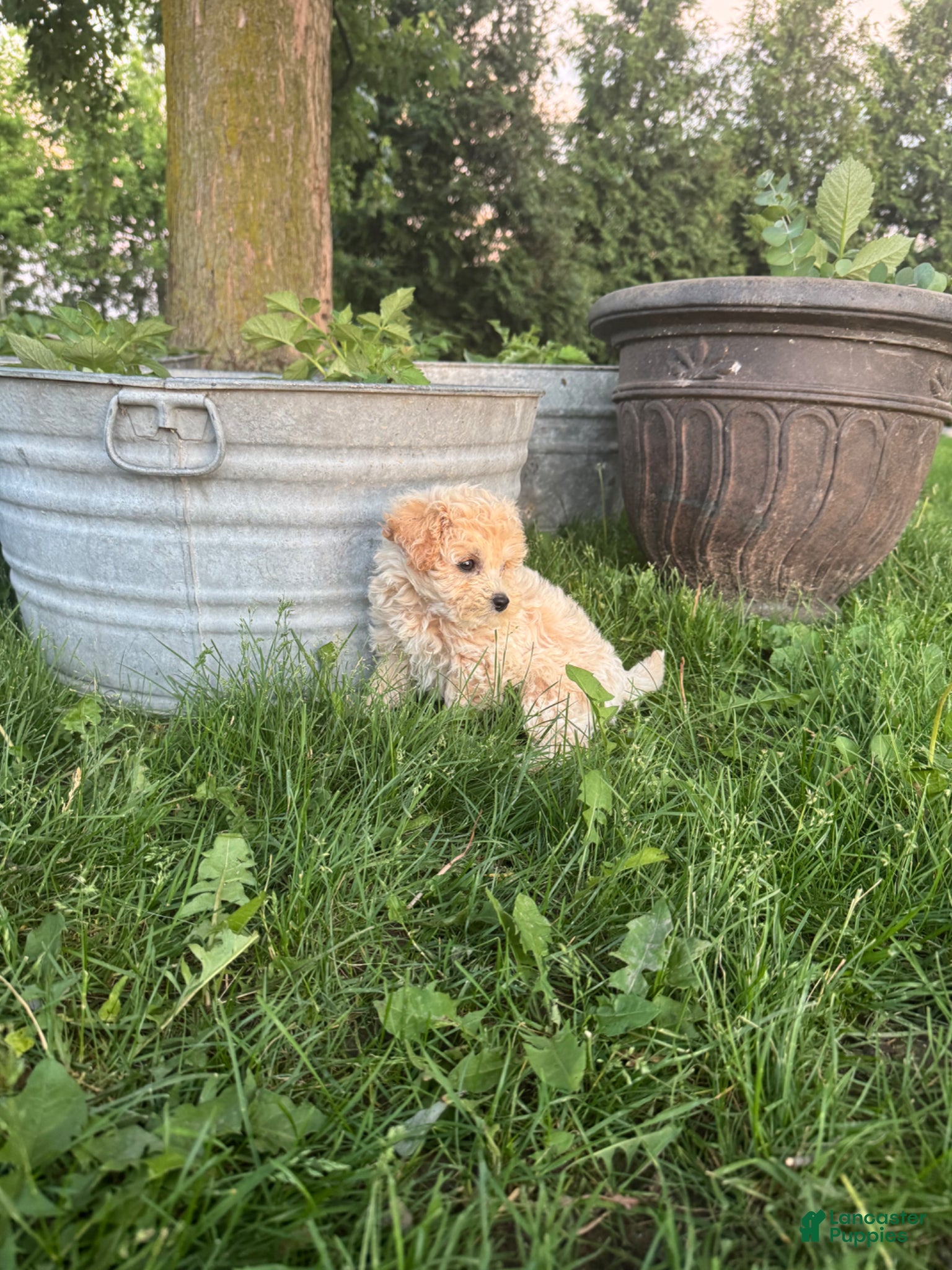 Havapoo dogs Havapoo Puppy 4 - Ad 36
