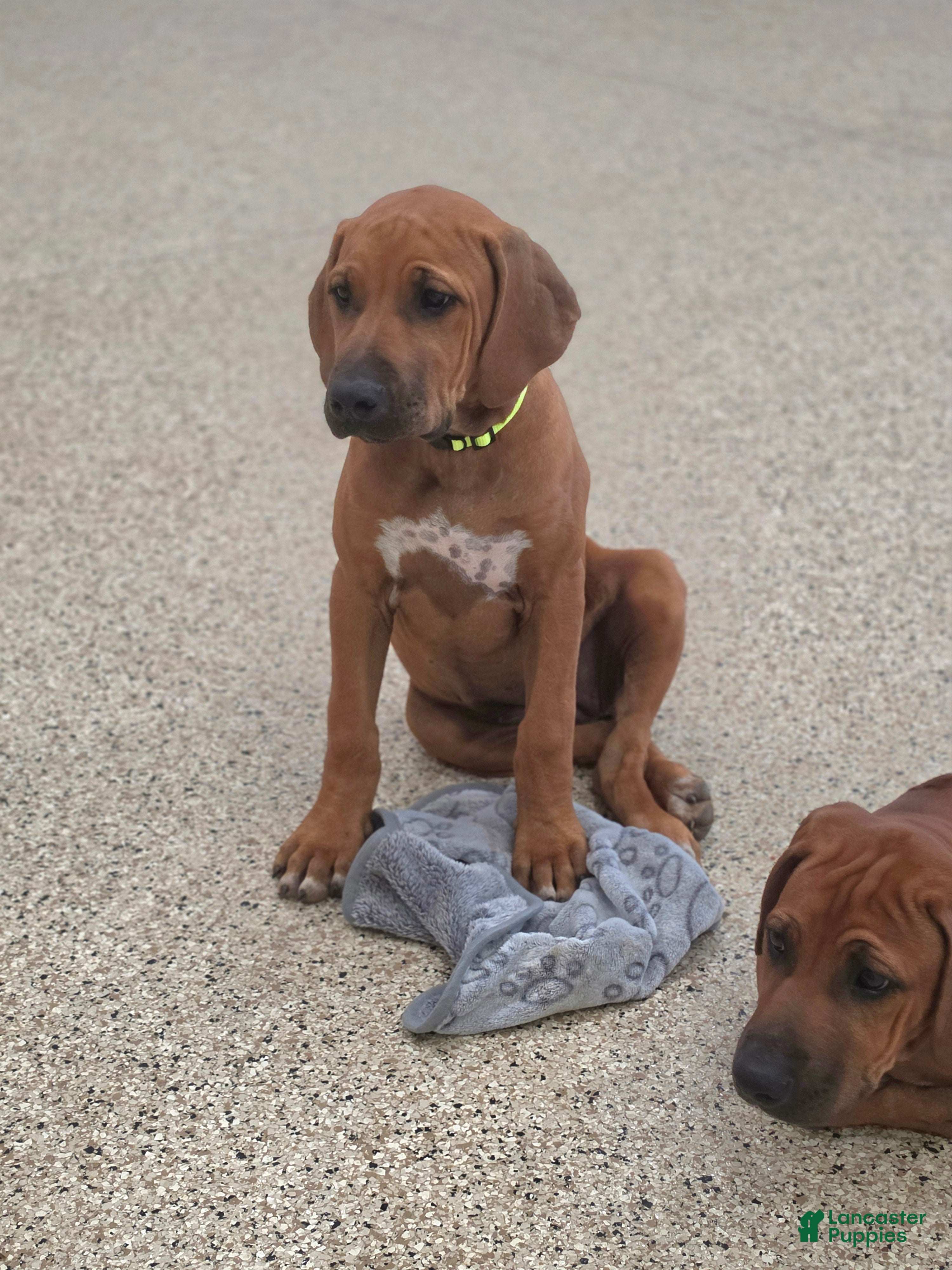 Rhodesian Ridgeback dogs Rhodesian Ridgeback Puppy 2 - Ad 2