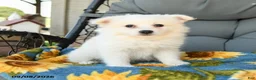 American Eskimo dogs for sale: Frankie - Ad 3