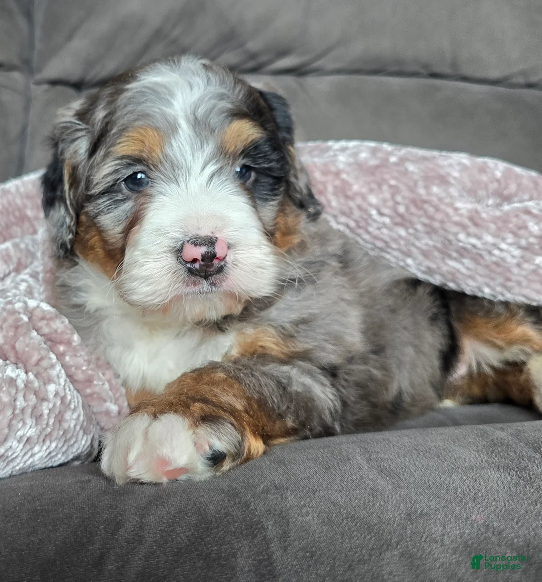 Mini Bernedoodle dogs for sale: Mini Chief - Ad 7