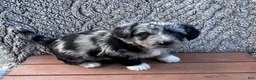 Corgipoo dogs for sale: Rece - Ad 1