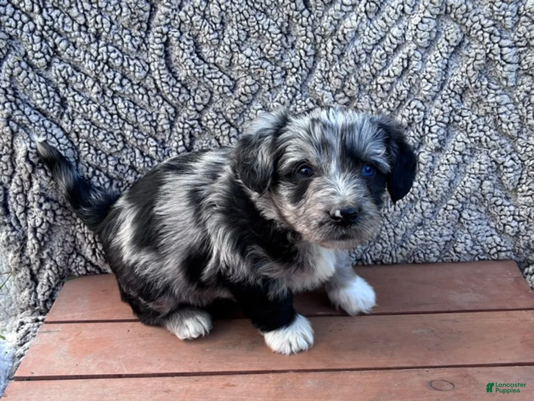 Corgipoo dogs for sale: Rece - Ad 1