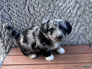 Corgipoo dogs for sale: Rece - Ad 2