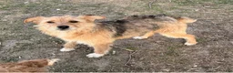 Mixed Breed dogs for sale: Mixed Breed 1 - Ad 2