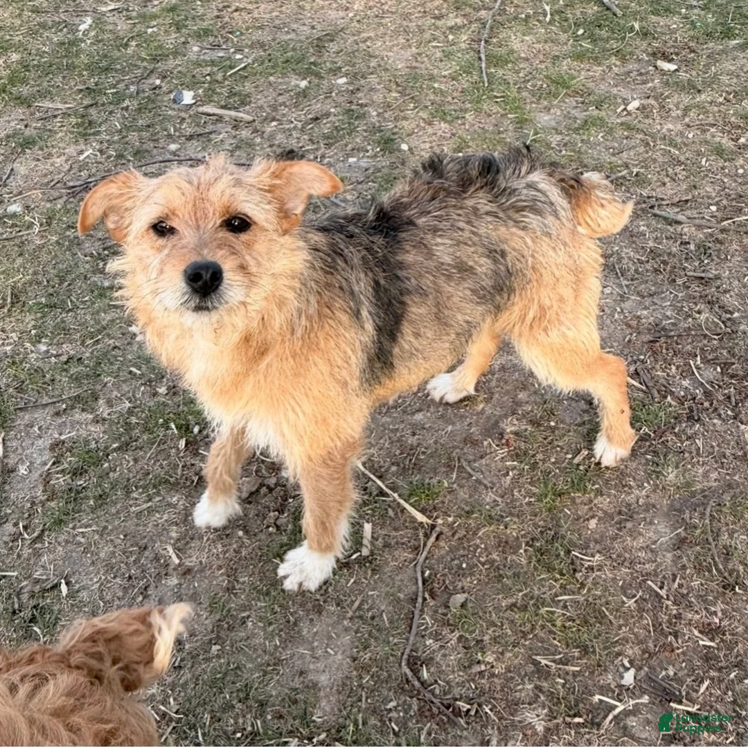 Mixed Breed dogs for sale: Mixed Breed 1 - Ad 2