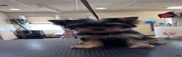 Yorkshire Terrier dogs for sale: Purple - Ad 2