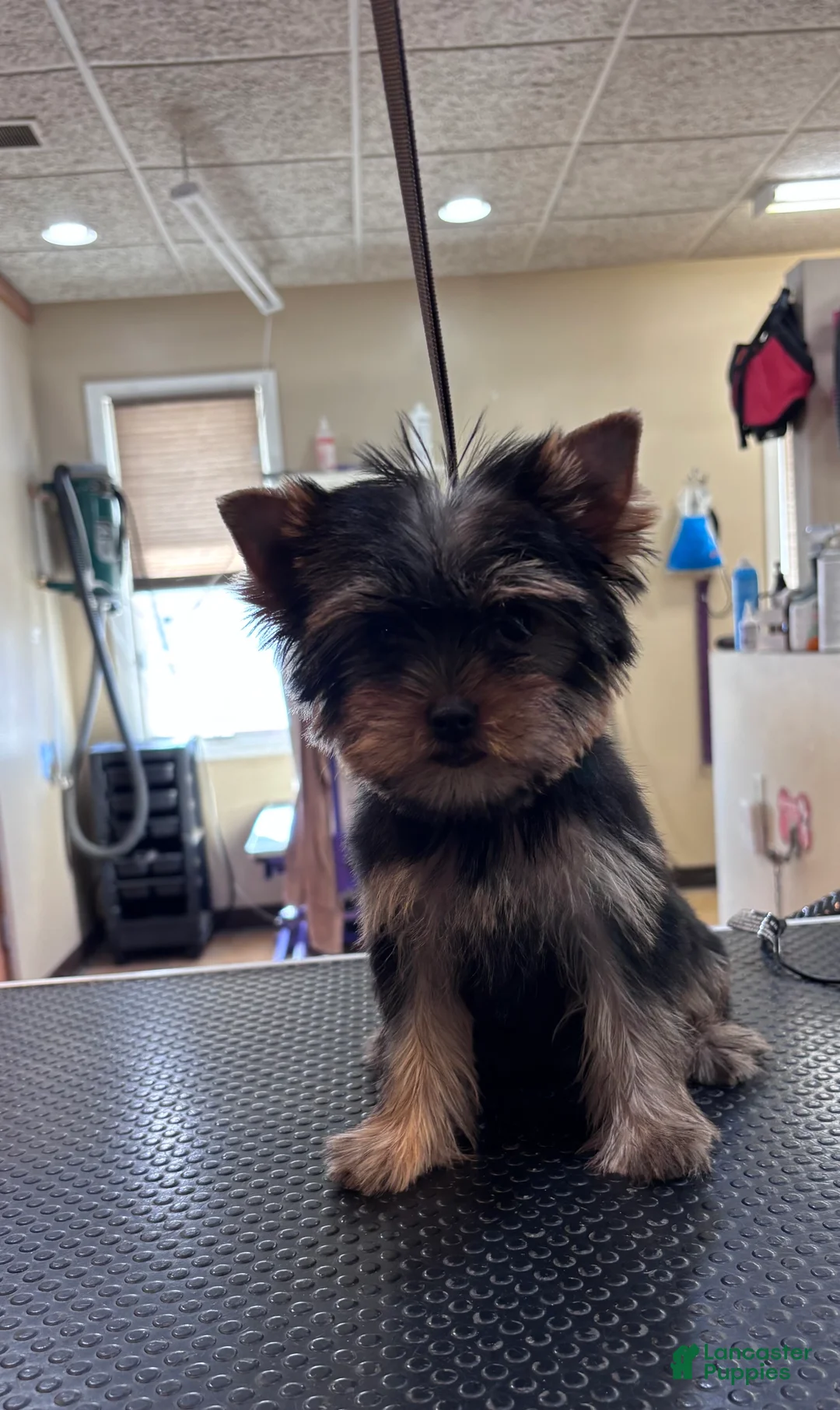 Yorkshire Terrier dogs for sale: Purple - Ad 2