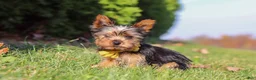 Yorkshire Terrier dogs for sale: Jay  - Ad 4