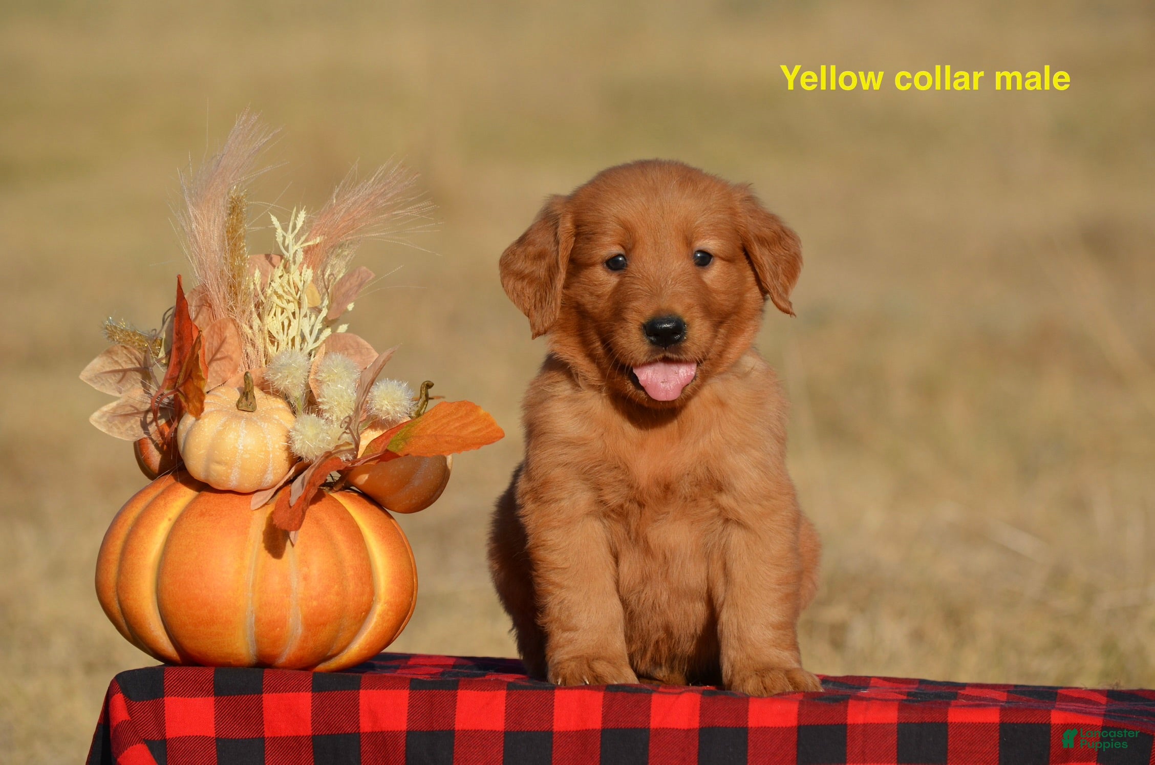 Golden Retriever dogs Kent - Ad 25