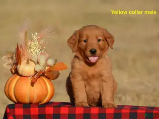 Golden Retriever dogs Kent - Ad 25