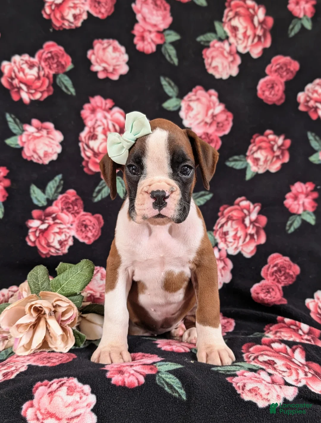 Boxer dogs for sale: Ramsey - Ad 2