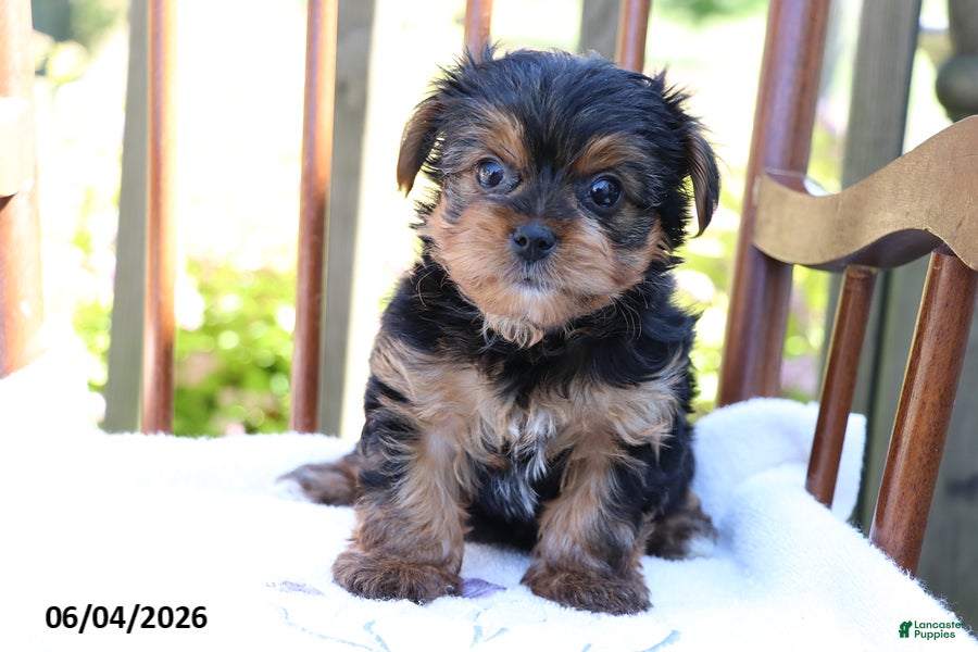 Yorkshire Terrier dogs for sale: Mike - Ad 2