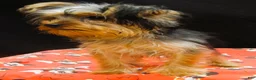 Yorkshire Terrier dogs for sale: Yorkshire Terrier 2 - Ad 8