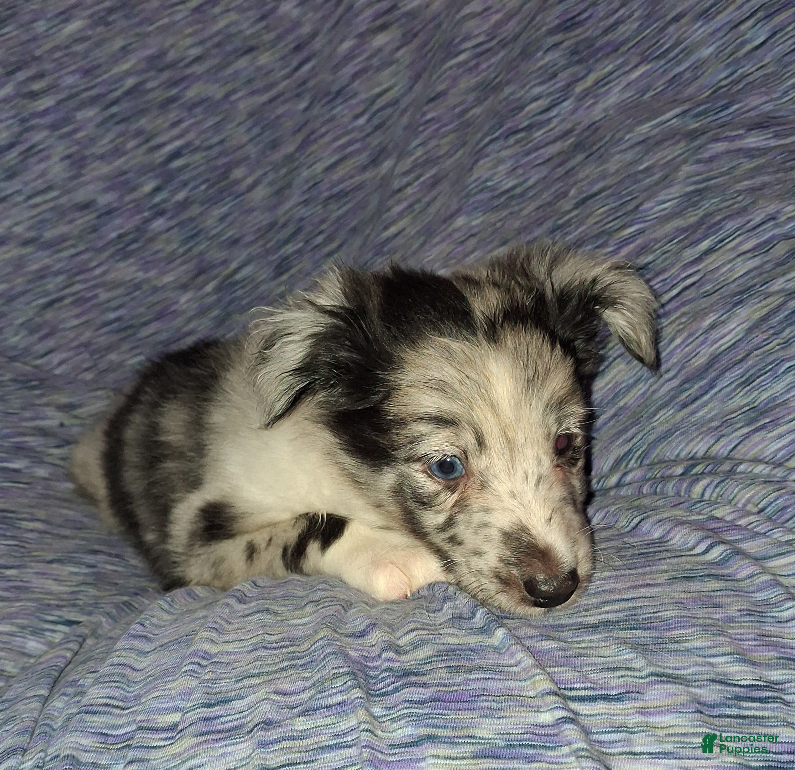 Shetland Sheepdog dogs Shetland Sheepdog Puppy 2 - Ad 5