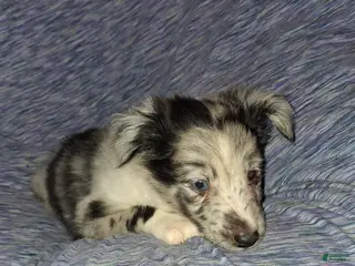 Shetland Sheepdog dogs Shetland Sheepdog Puppy 2 - Ad 5