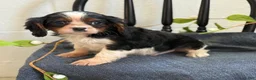 Cavalier King Charles Spaniel dogs for sale: Norris - Ad 7