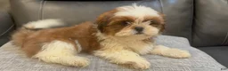 Shih Tzu dogs for sale: June - Ad 2