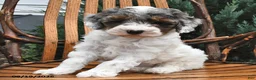 Miniature Poodle dogs for sale: Dewdrop - Ad 3