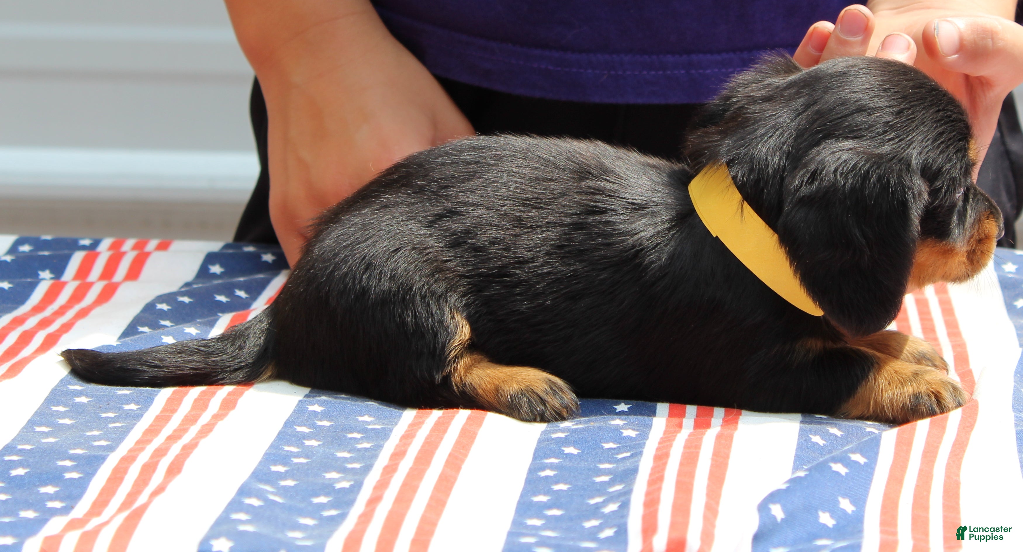 Miniature Dachshund dogs Marcy - Ad 1
