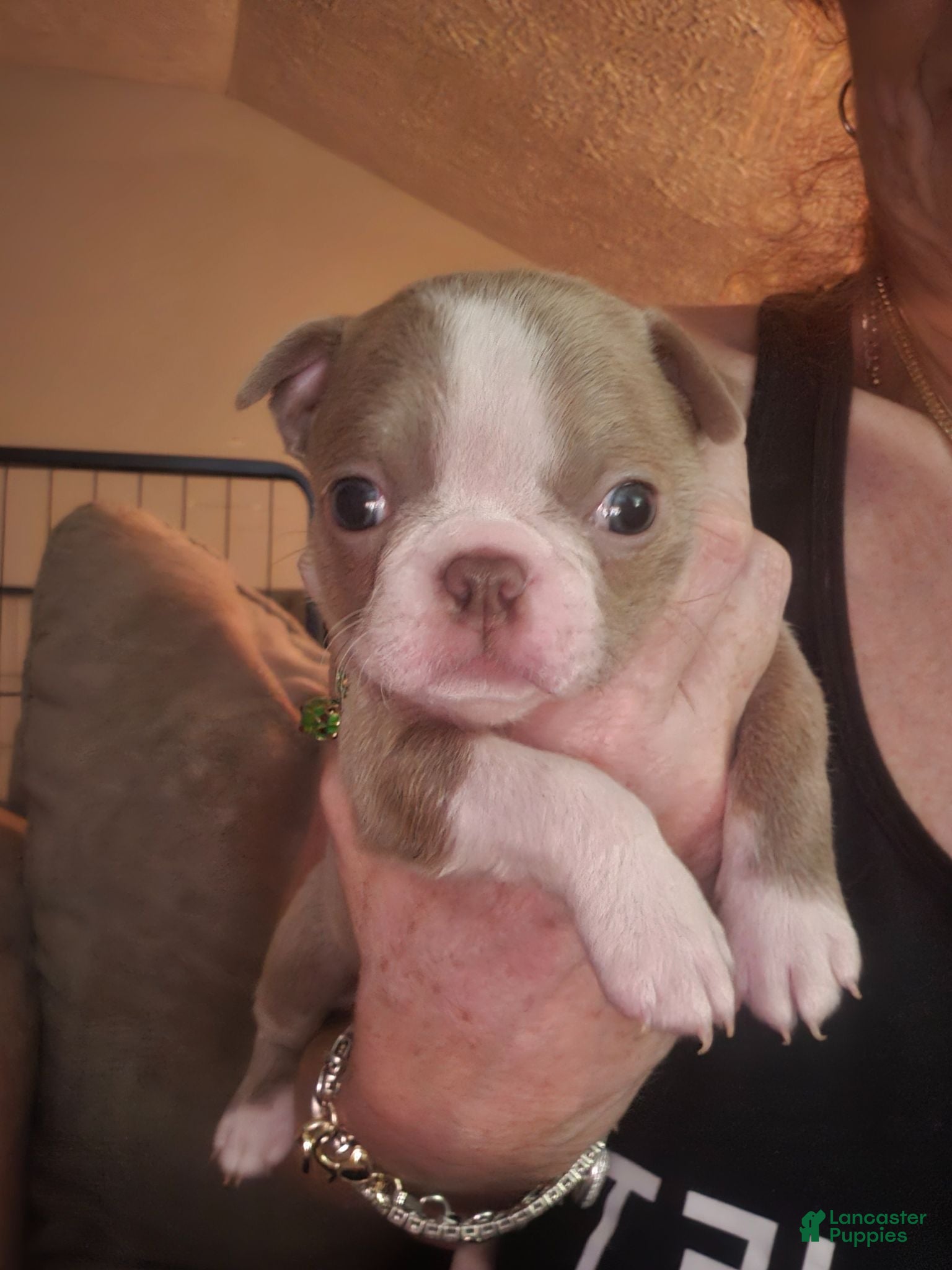 Boston Terrier dogs Mini - Ad 1