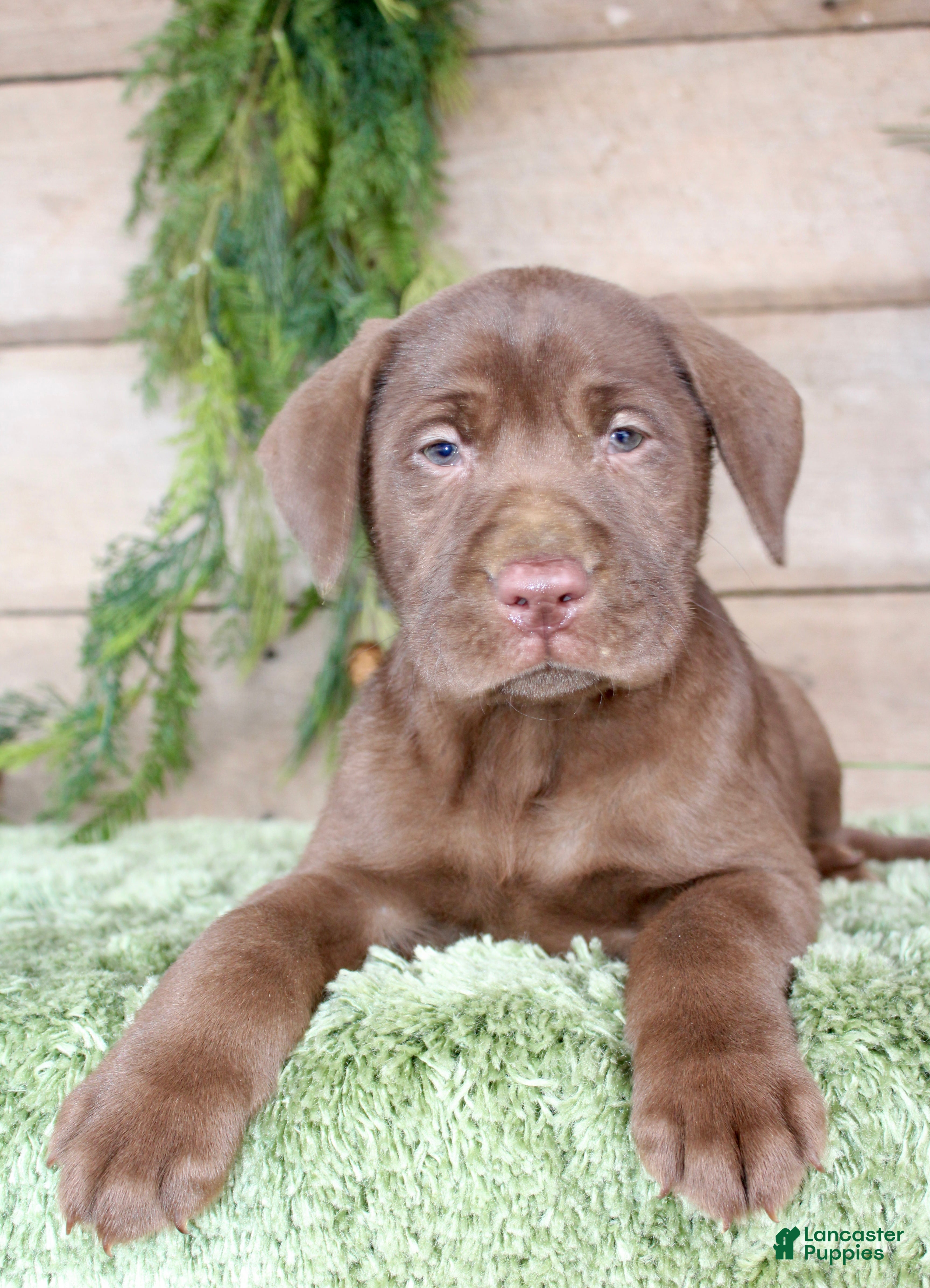 Labrador Retriever dogs Peanut  - Ad 1