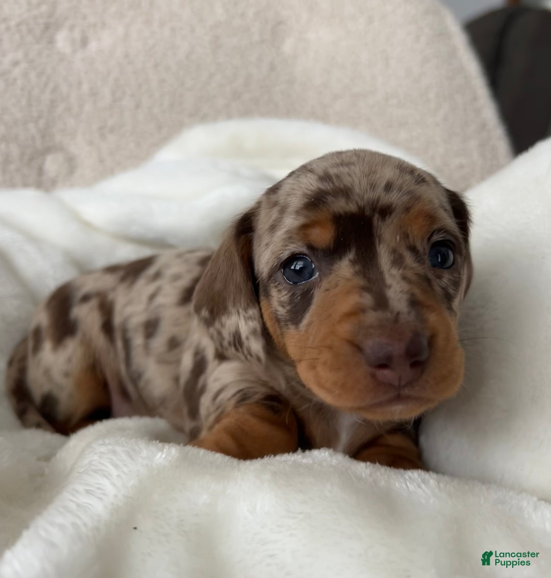 Miniature Dachshund dogs for sale: Roxy - Ad 10