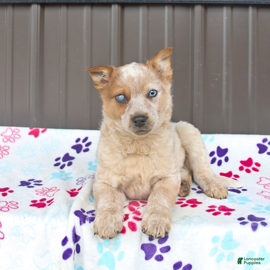 Mixed Breed dogs Dexter - Ad 2