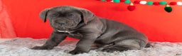 Cane Corso dogs for sale: Sarge  - Ad 3