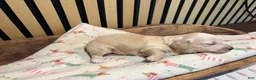 Miniature Dachshund dogs for sale: Aspen - Ad 4