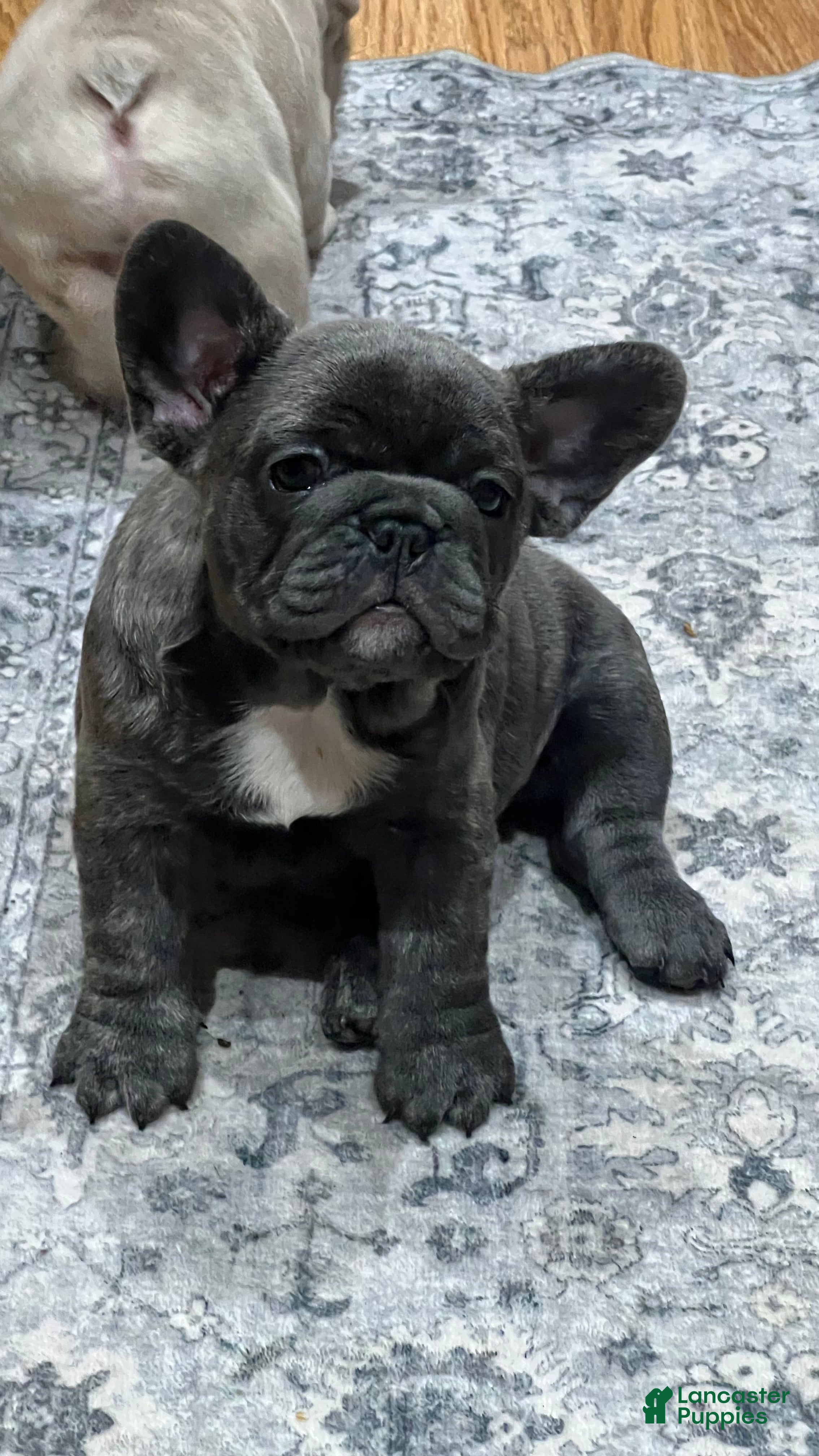 French Bulldog dogs French Bulldog Puppy 3 - Ad 35
