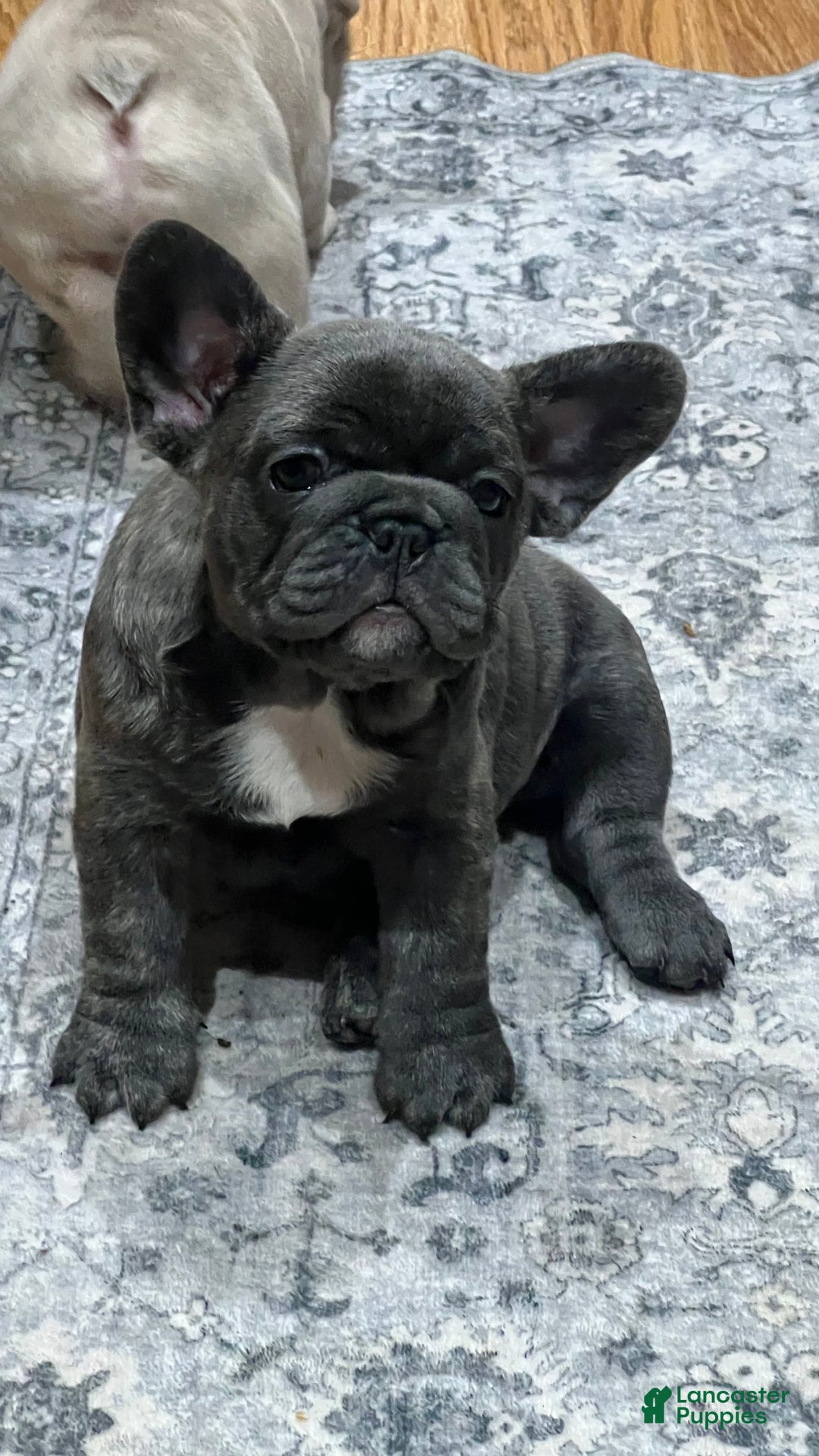 French Bulldog dogs for sale: French Bulldog Puppy 3 - Ad 1
