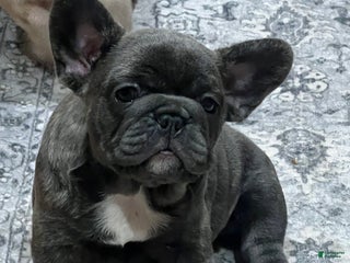 French Bulldog dogs French Bulldog Puppy 3 - Ad 4
