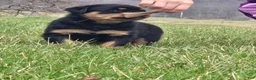 Rottweiler dogs for sale: Miss Brooklyn - Ad 3