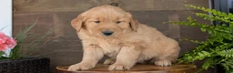 Golden Retriever dogs for sale: Chandler - Ad 5