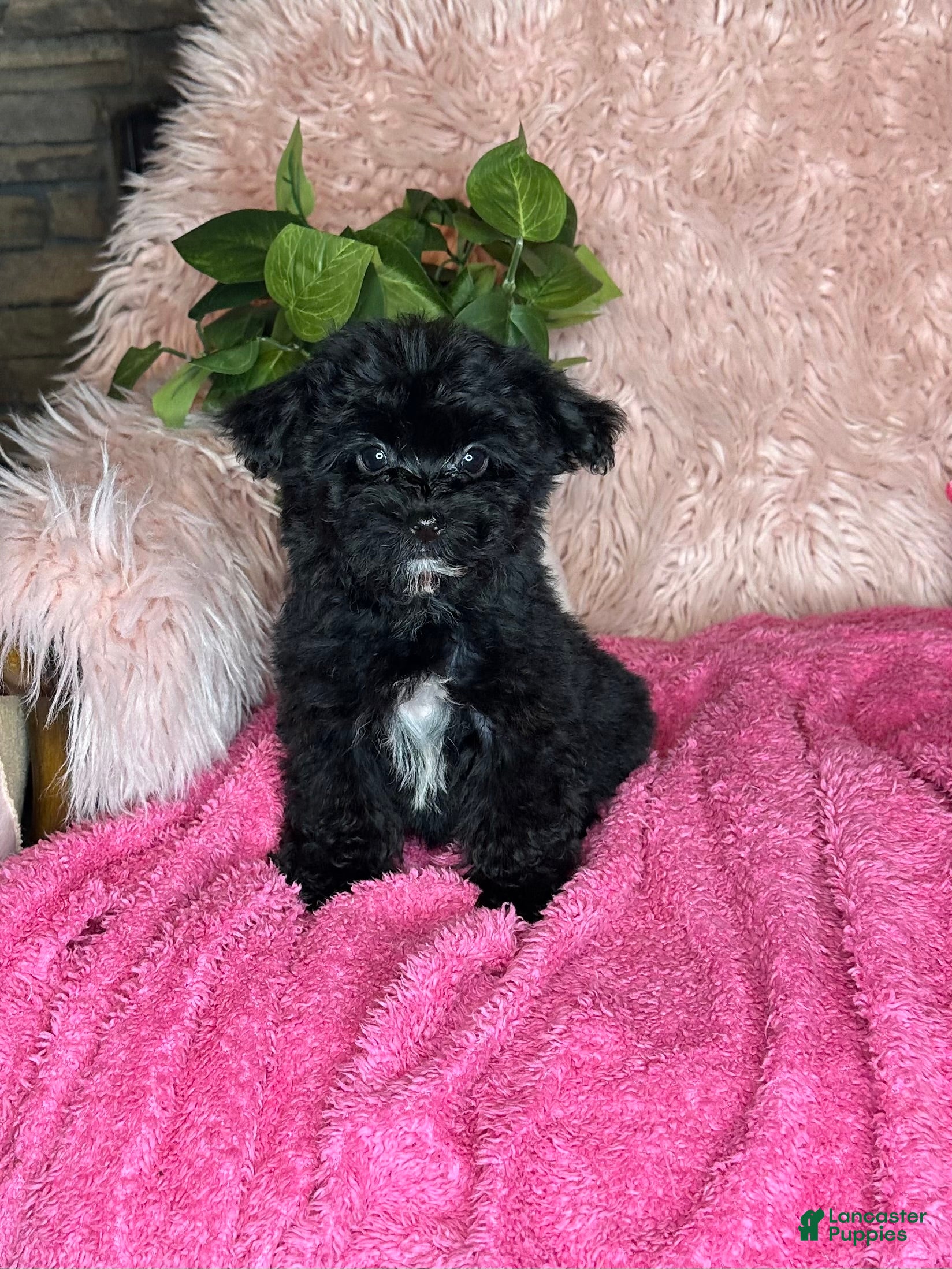 Yorkiepoo dogs Bubbles  - Ad 2