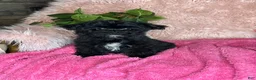 Yorkiepoo dogs for sale: Bubbles  - Ad 2