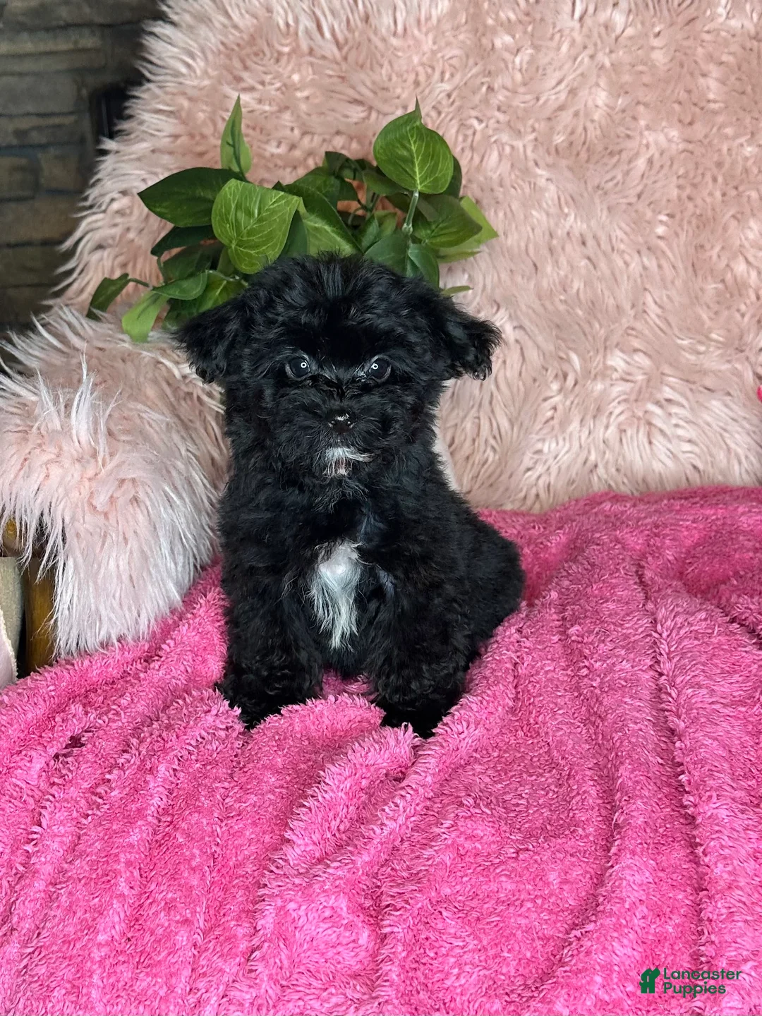 Yorkiepoo dogs for sale: Bubbles  - Ad 2