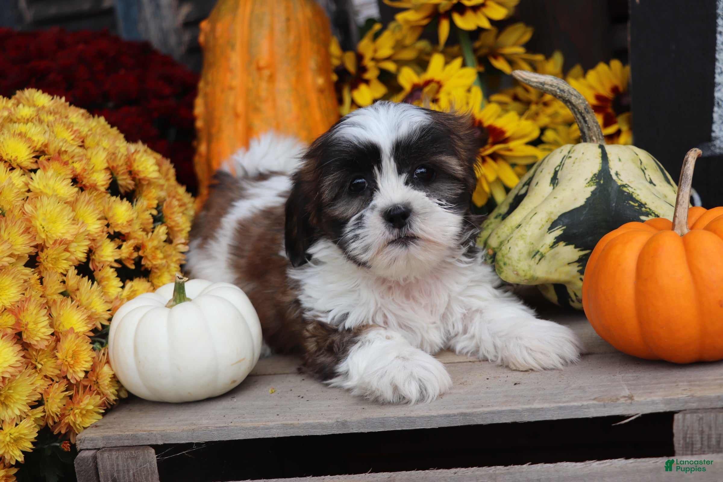 Shih Tzu dogs Autumn - Ad 1