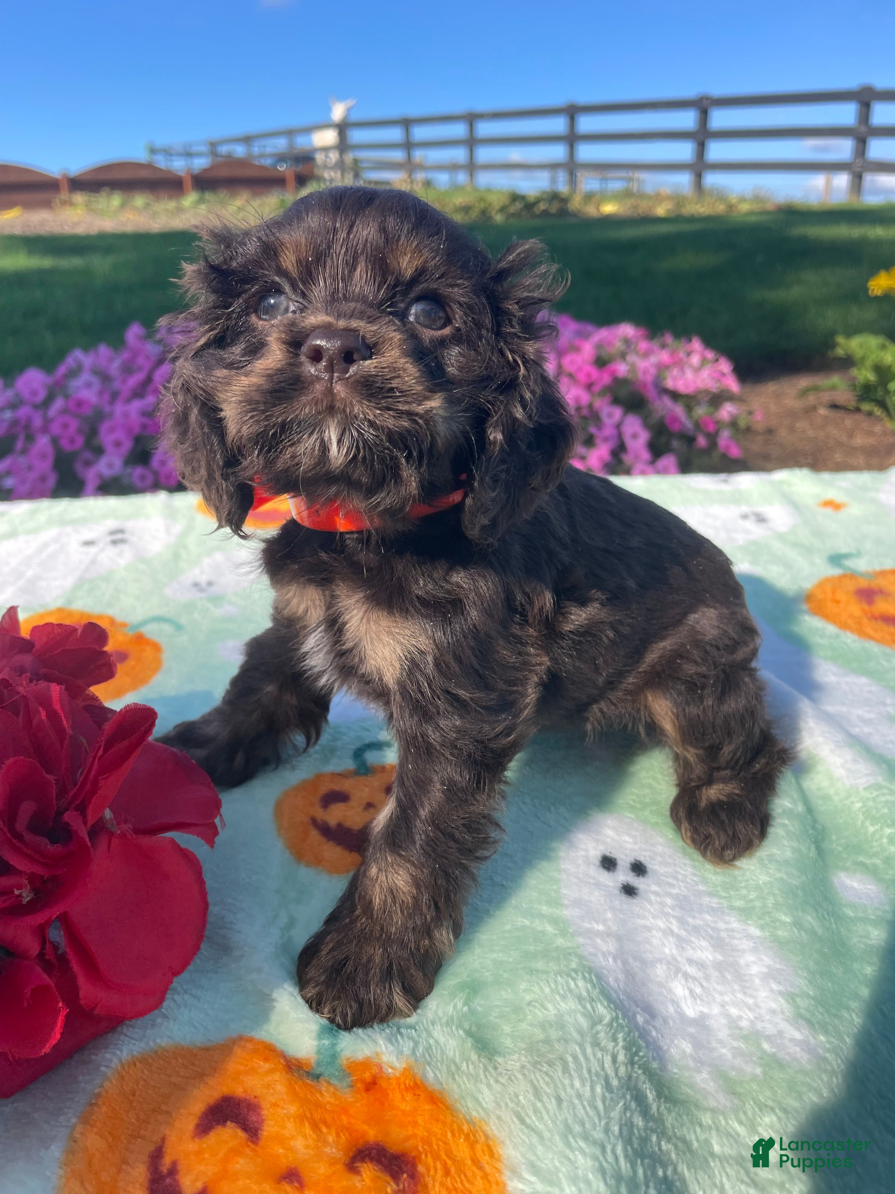 Cocker Spaniel dogs Lady - Ad 2
